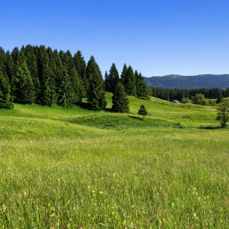 Hautes combes en été