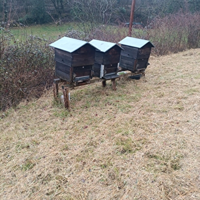 Morel Vincent Apiculteur