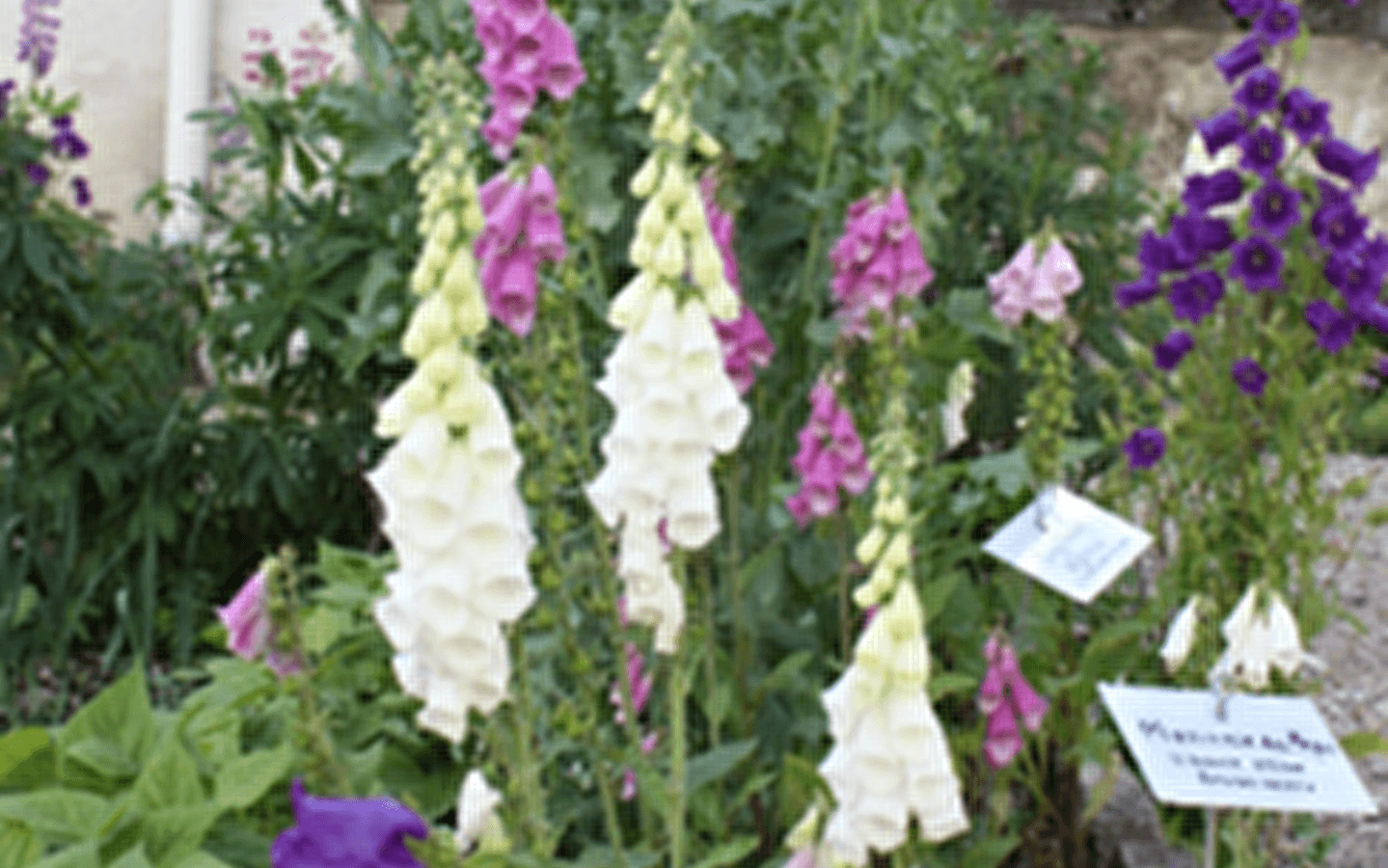 Medicinal plants exhibition