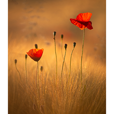 Sylvain Rouvier Photographie