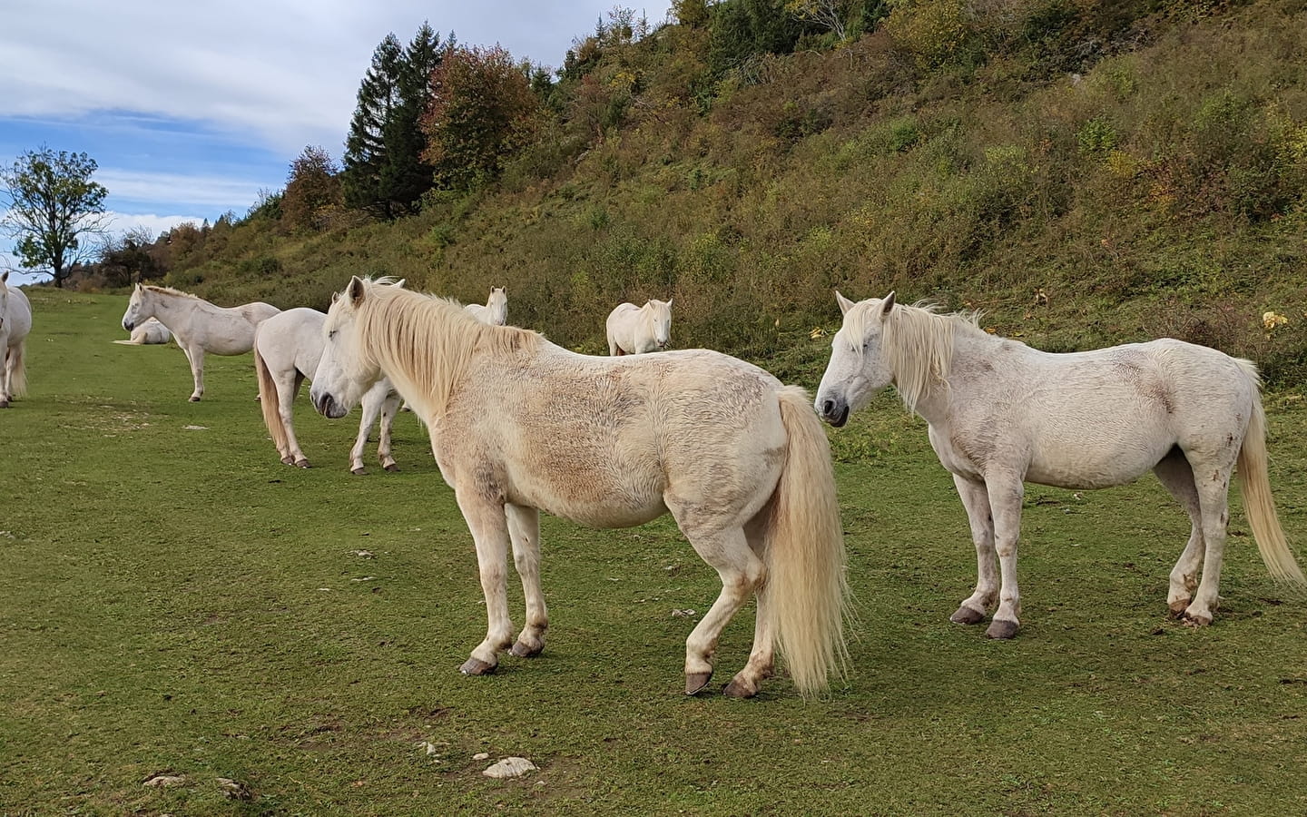 Cheval Nature