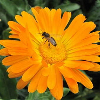 Abeilles d'Antan - Pierre Poncet - ARBOYS EN BUGEY
