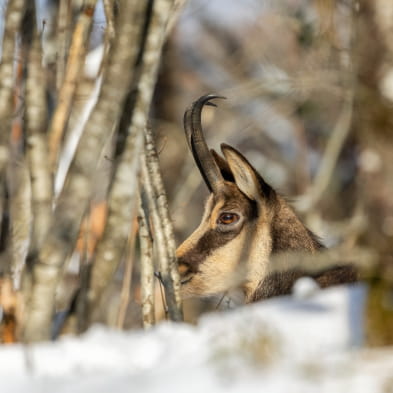 Snowshoe trek across the Jura