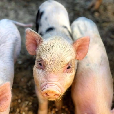 Ferme découverte Les 2 cocottes