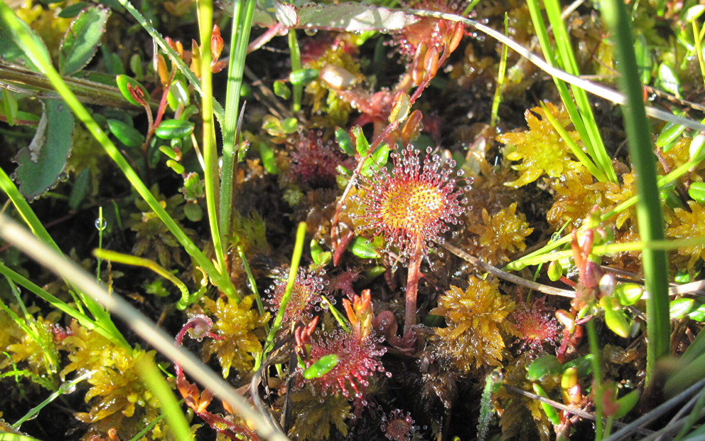 Nature outing: the plants of the Frasne peat bogs