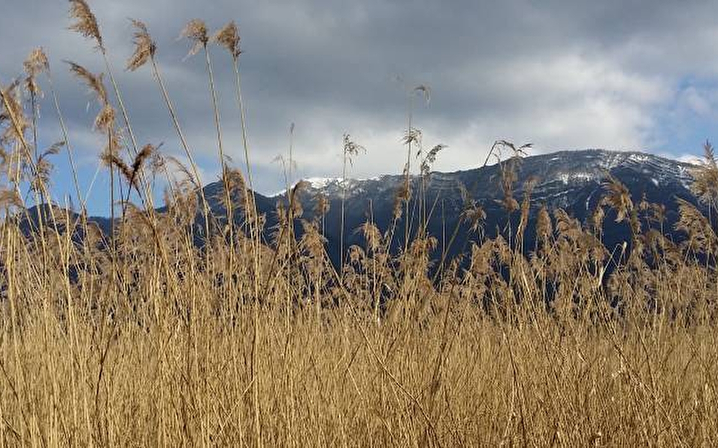 COMPLET - Grand chantier nature ! (9-14 ans) - Marais de Lavours