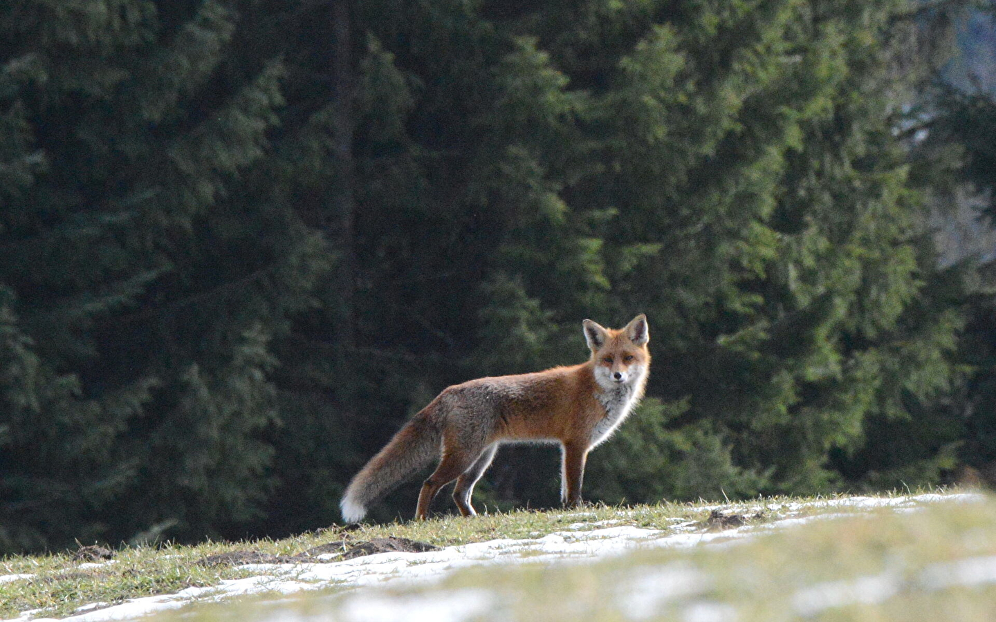 Goupileries: History of the fox, life and biology' lecture by Noël Jeannot