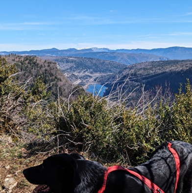 Journée dog friendly