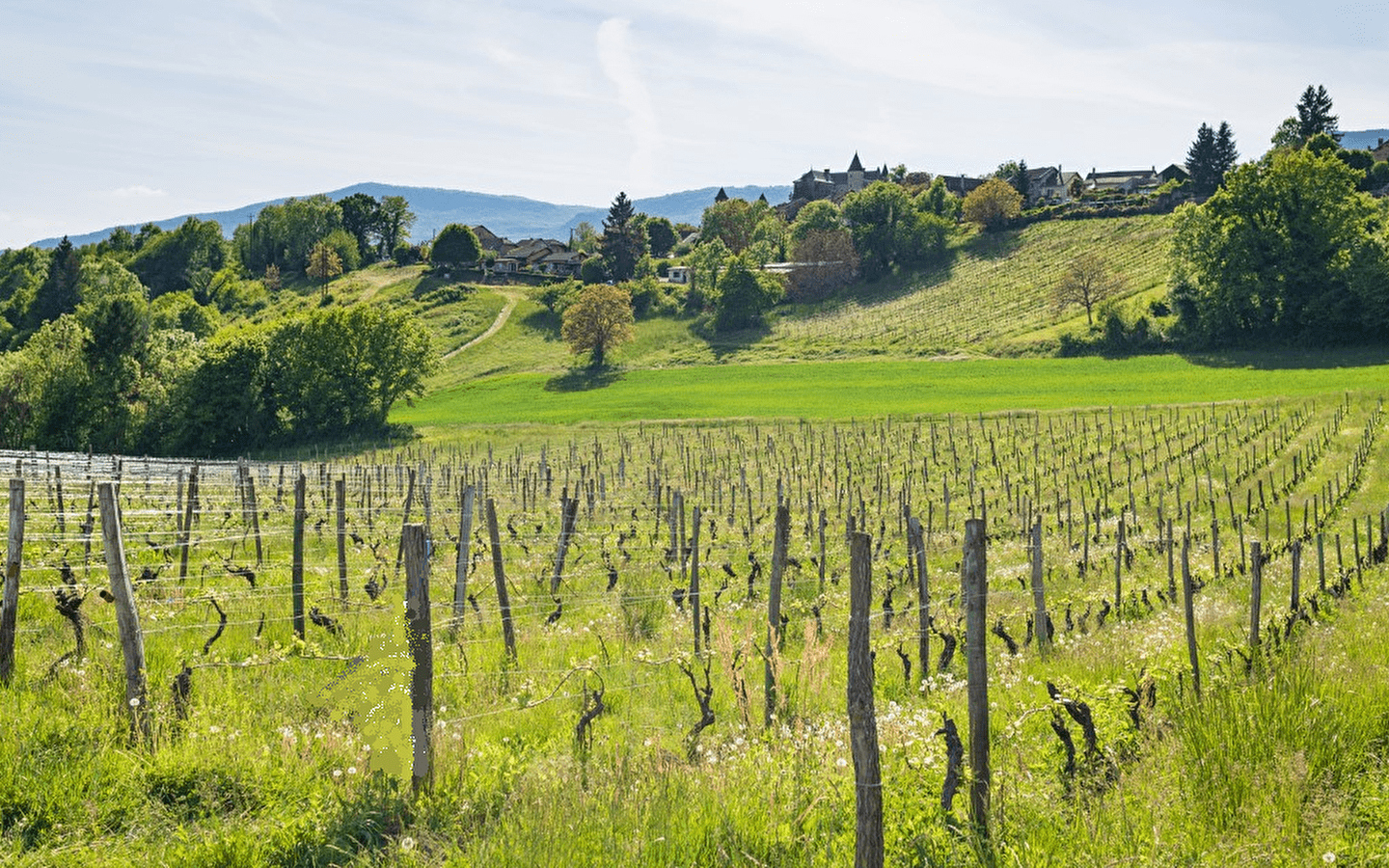 Domaine de Pacotille - Producteur de vin