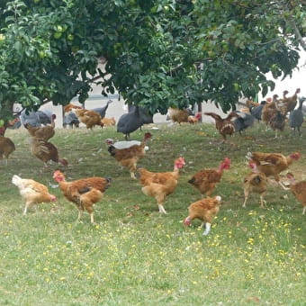Ferme des Peureuses - CROZET