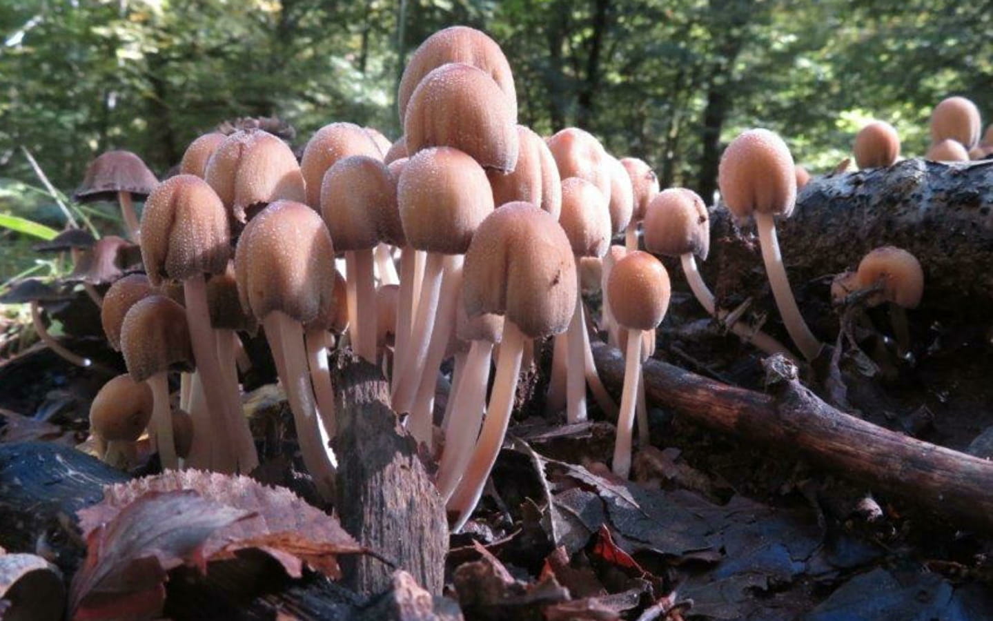 Nature outing - Meet the mushrooms
