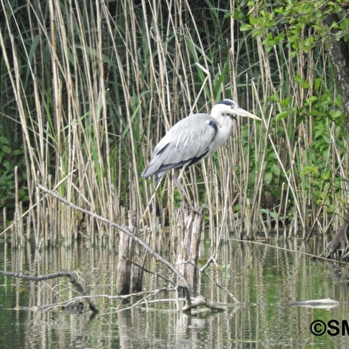 Loop of natural environments in the Saône marshes