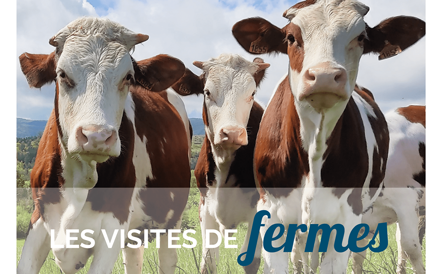 Visit to the Jean Richard dairy farm in Cogna - Tuesday