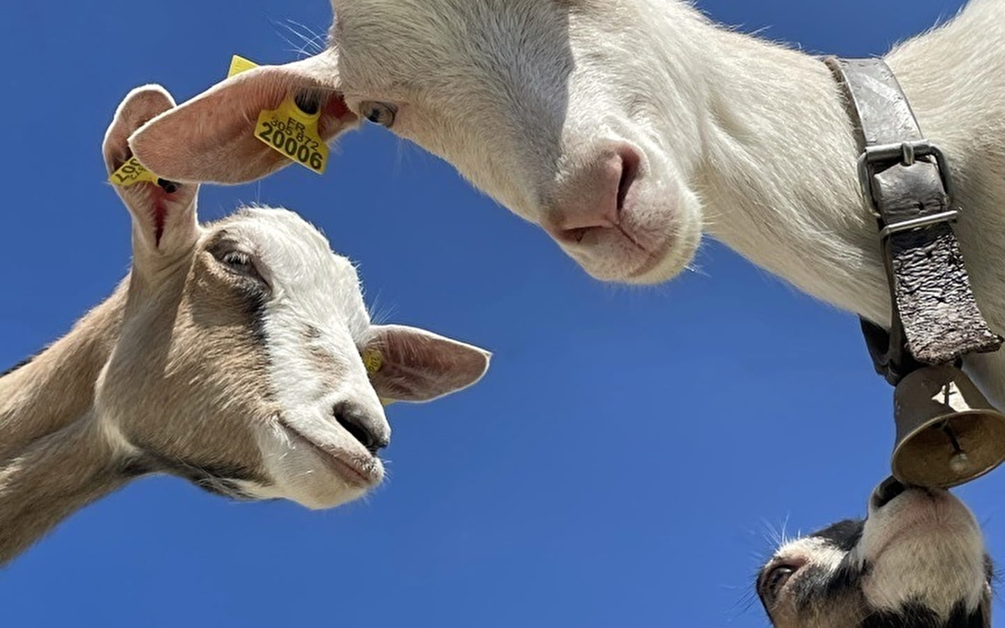 Visit of the farm of la fruitiere