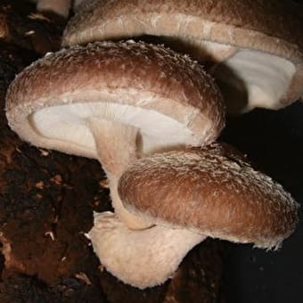 ChampiBio Mu&Co, champignons - MAYNAL