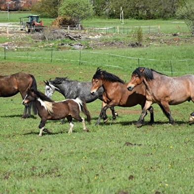 Stages d'équitation au domaine de la Maurinière