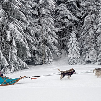 Baptême en traîneau à chiens avec Symbiose chien polaire - HAUT VALROMEY