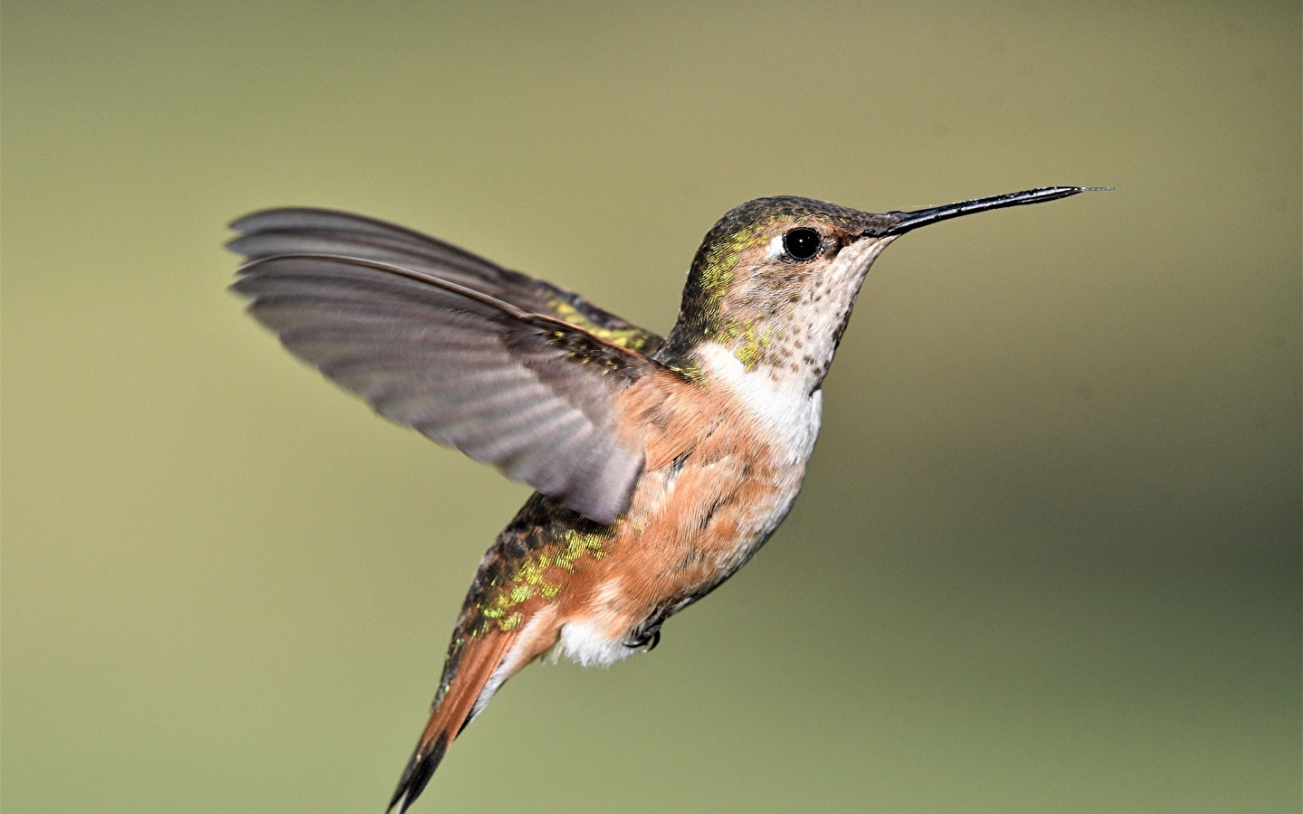 Exposition : Observons les oiseaux
