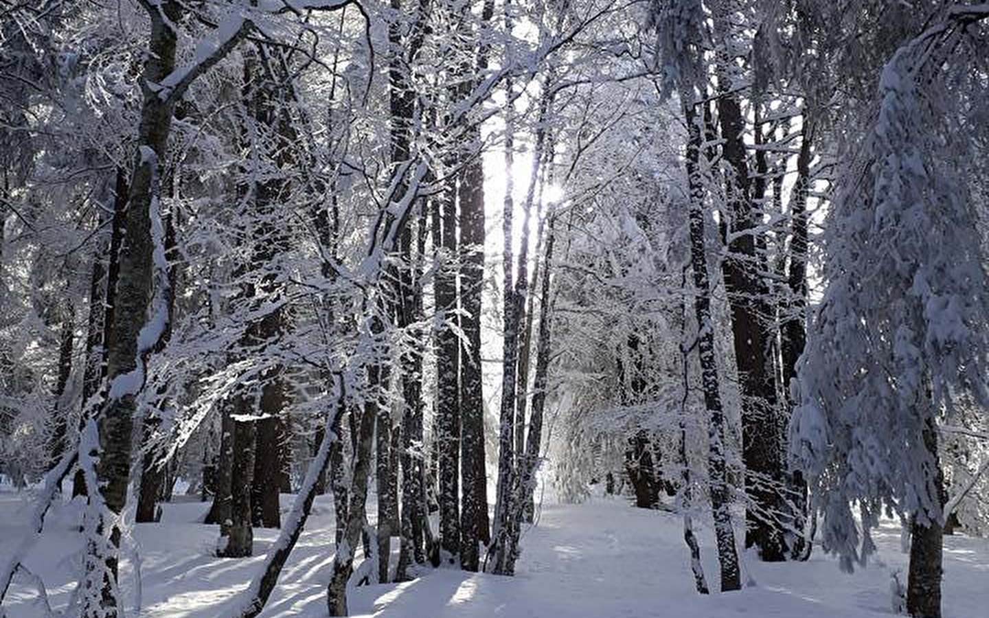 Family snowshoe hikes: the forest in all its forms