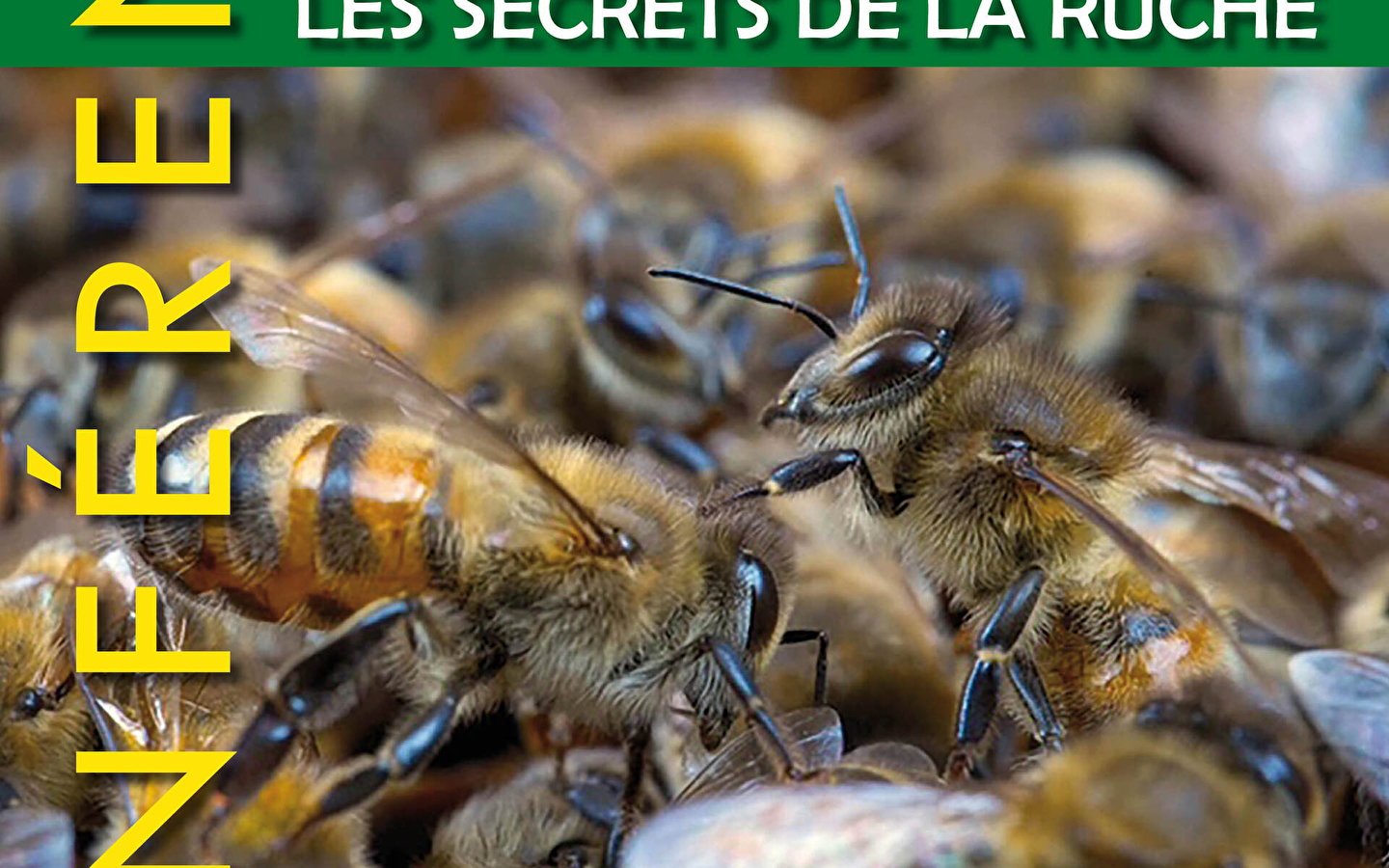 Conference - Bees, the secrets of the hive