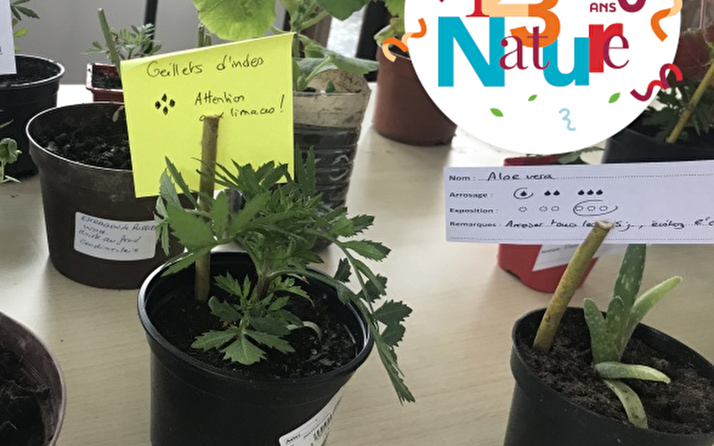 123 NATURE WORKSHOP: Wild medicinal plants