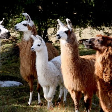 Les lamas