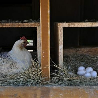 La Ferme du Mas Tabouret