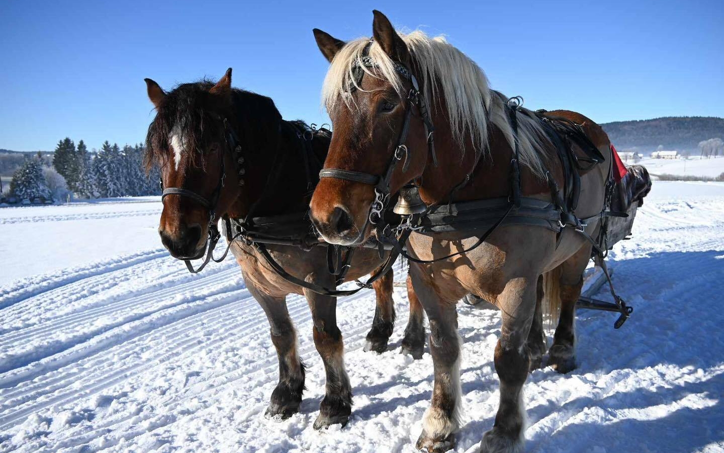 La calèche des Chauvins