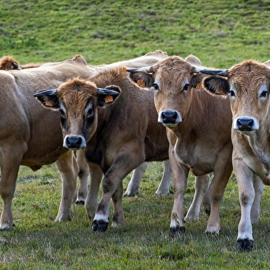 Les Pieds dans le Local®, spécial producteurs ! Visite d'exploitation : La Ferme du Mont