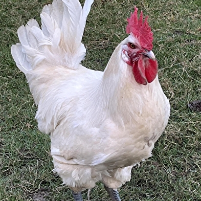 La Ferme du Coing