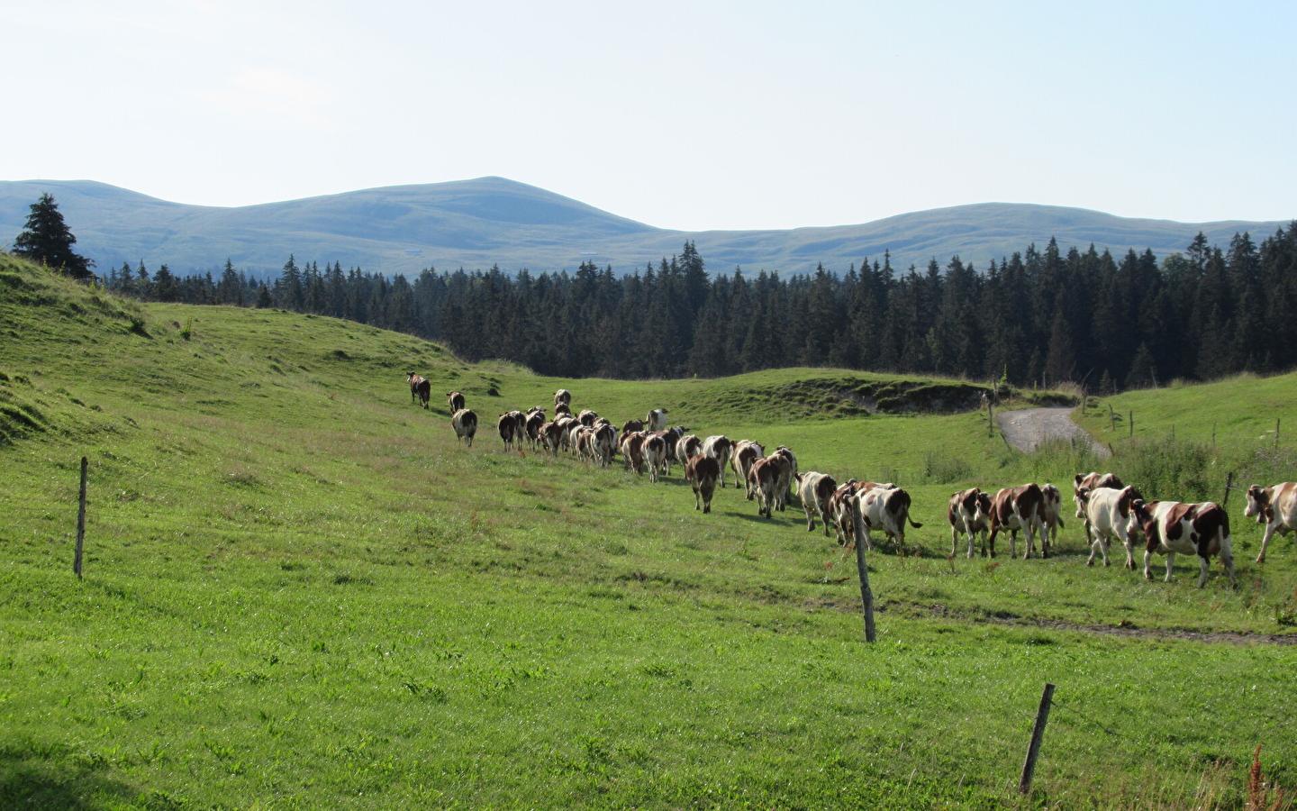 Trek-Discovery of the Hautes-Combes du Jura with Lucas Humbert