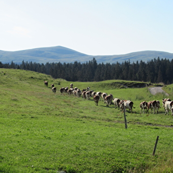 Trek-Discovery of the Hautes-Combes du Jura with Lucas Humbert - Septmoncel-Les Molunes