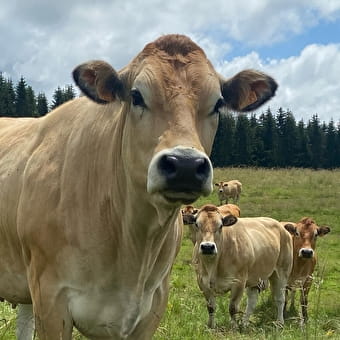 Gaec de l'Avenir - vente de viande de race parthenaise - CHAMPAGNE-EN-VALROMEY
