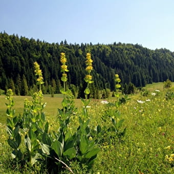 La Joux Devant - NANCHEZ