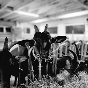 Chèvrerie l'Amourette - GRANDFONTAINE-SUR-CREUSE