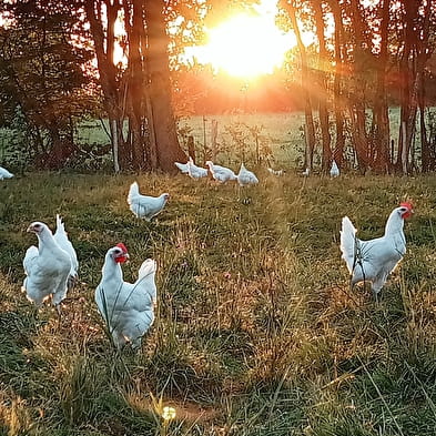 La ferme du coq bressan