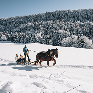 Promenade en petit groupe en luge attelée