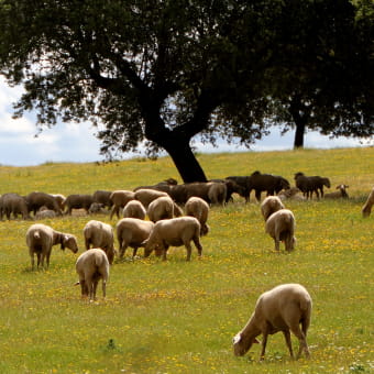 La ferme Chassard - BENONCES