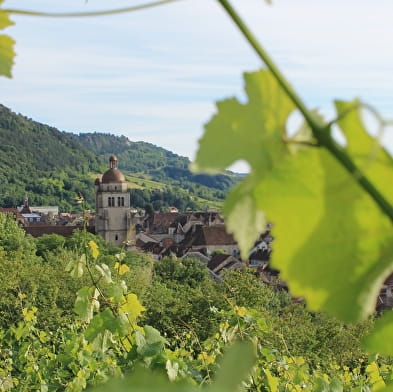 From vine to glass