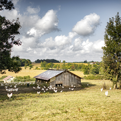 Volailles de Bresse - Christophe Vuillot