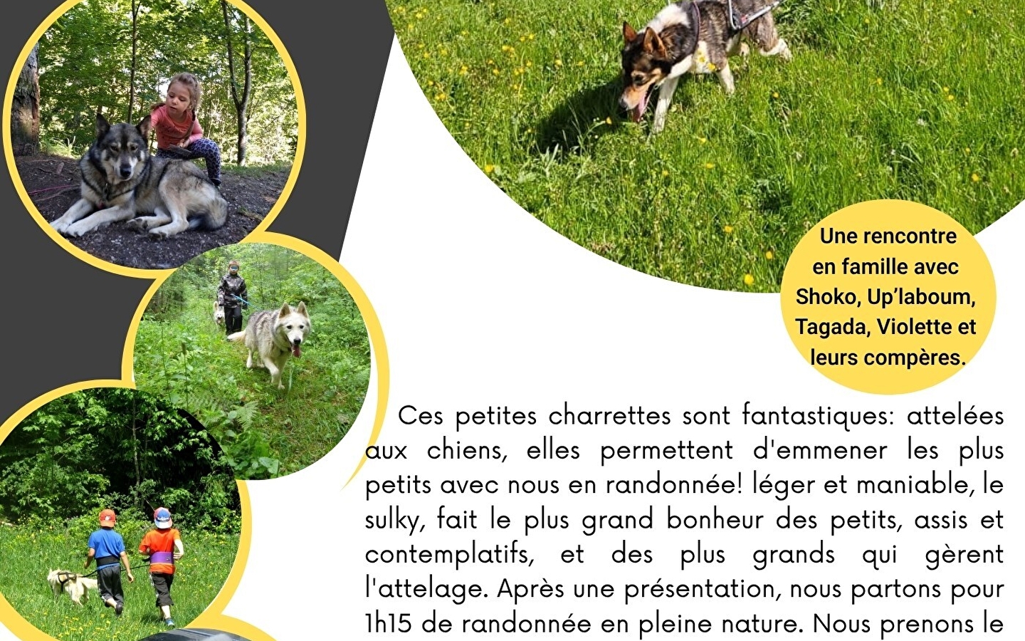 Cani rando and sulky for families