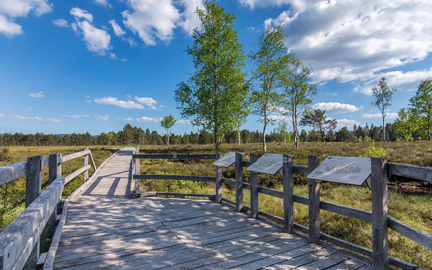 Family peat bog walk