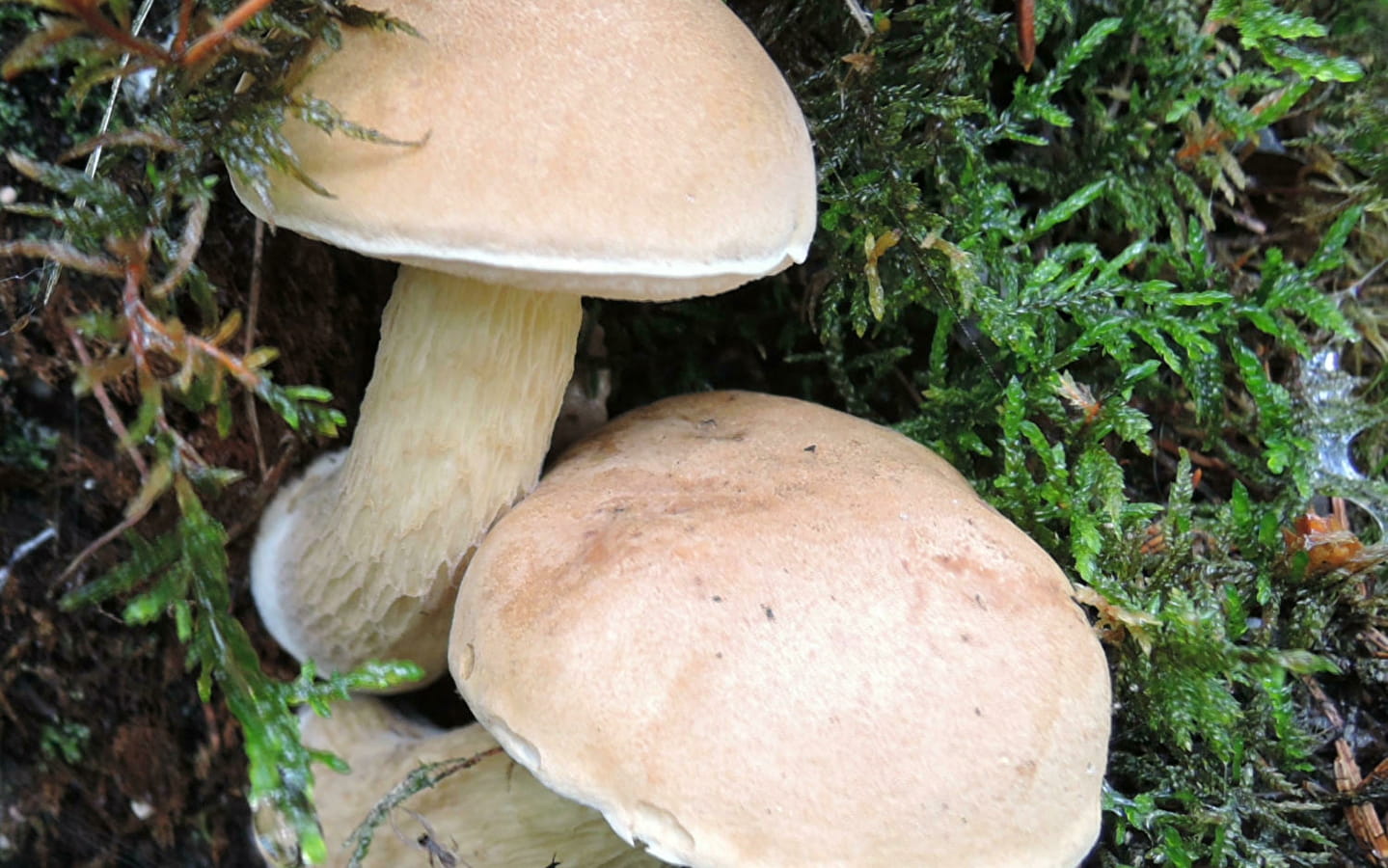 Nature in autumn - mushrooms and wild fruit
