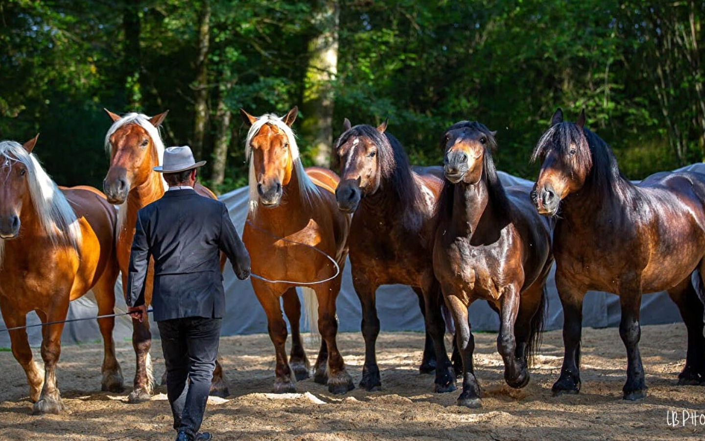 Les Comtois en Folie' equestrian show