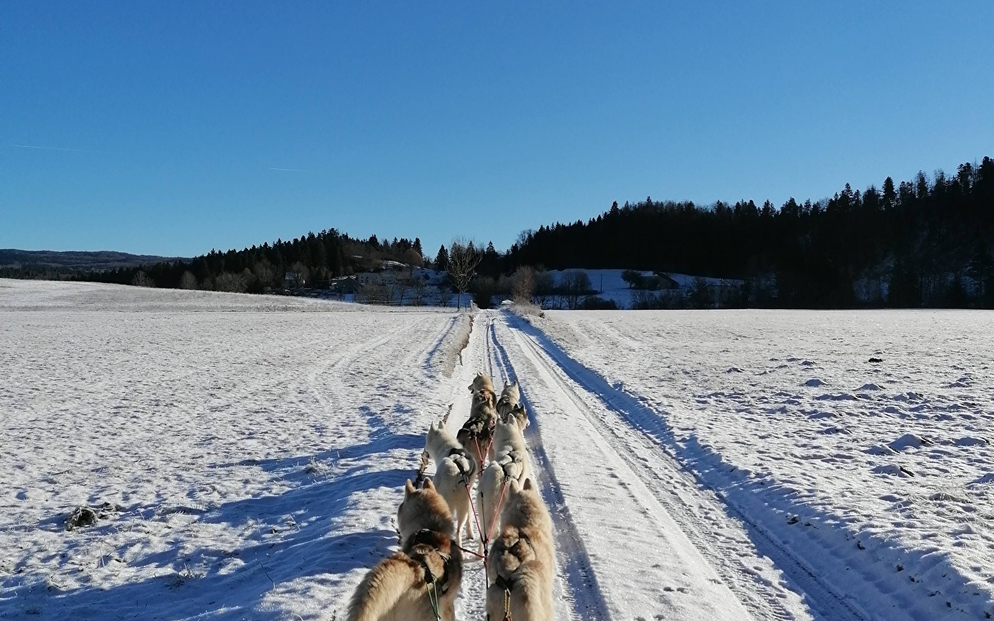 Promenade-thérapie avec les chiens : traîneau, kart et cani-balade