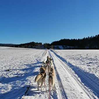 Promenade-thérapie avec les chiens : traîneau, kart et cani-balade - BRENOD