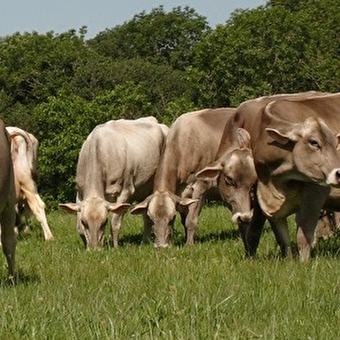 Cécile Clerc - Aux pas des Brunes - fromage de vaches - ARVIERE-EN-VALROMEY