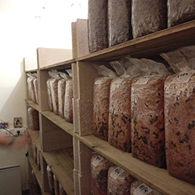 Dive into mushroom growing with Florian