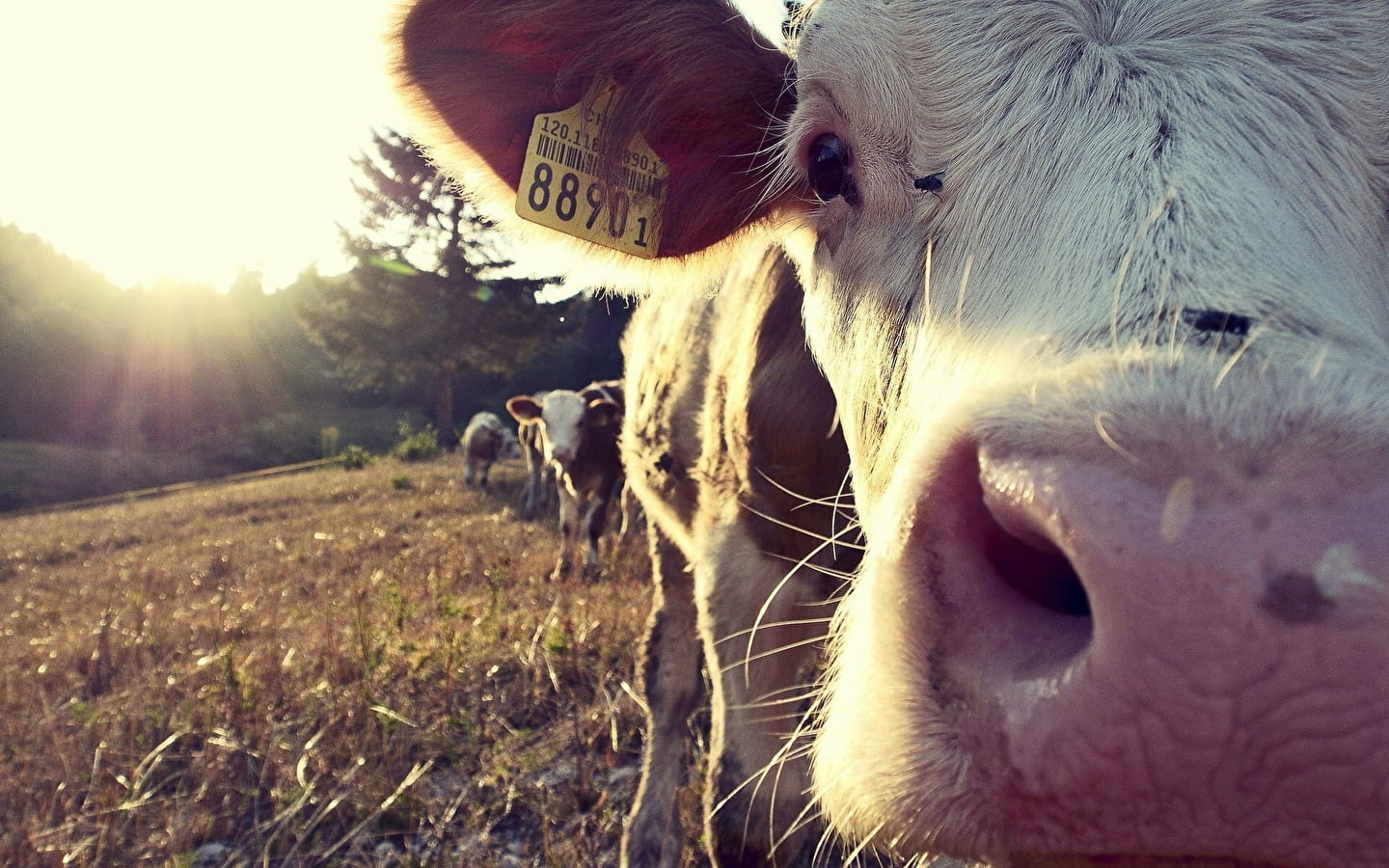 Farm visit