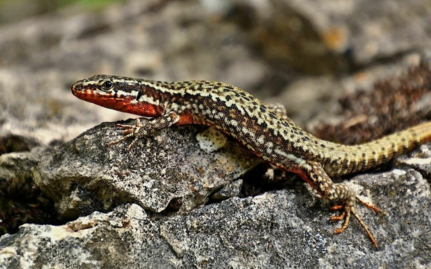 Autumn family workshop: Discovering herpetofauna